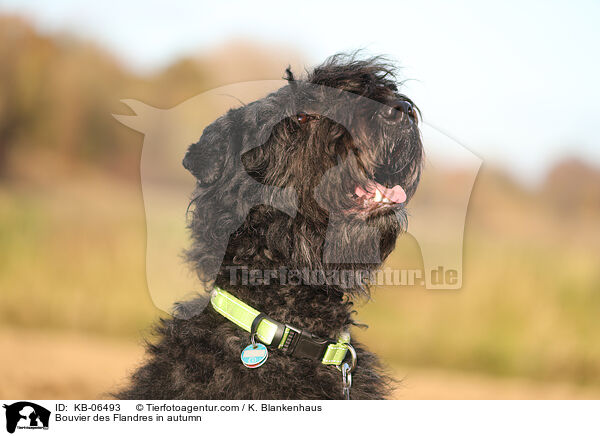 Bouvier des Flandres im Herbst / Bouvier des Flandres in autumn / KB-06493