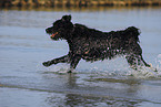 Bouvier des Flandres