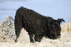 Bouvier des Flandres