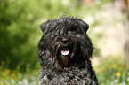 Bouvier des Flandres Portrait