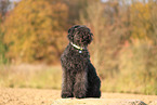 Bouvier des Flandres in autumn