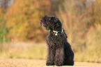 Bouvier des Flandres in autumn