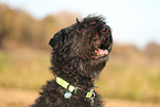 Bouvier des Flandres in autumn