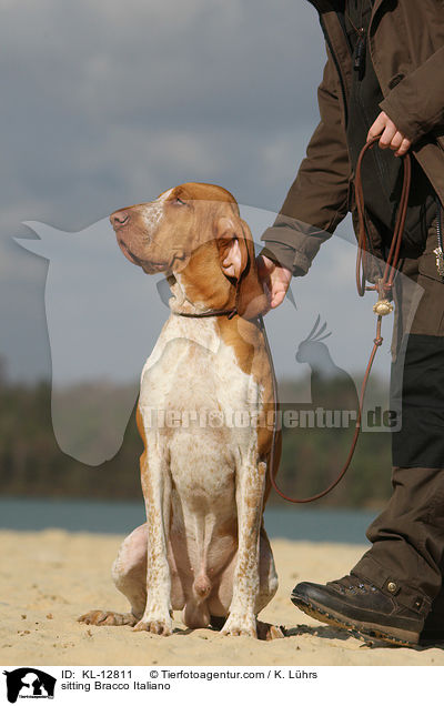 sitzende Bracco Italiano / sitting Bracco Italiano / KL-12811