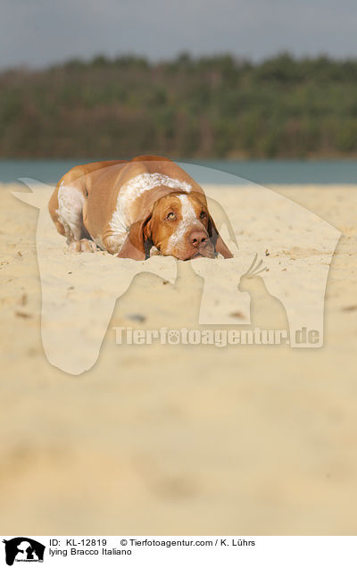 liegende Bracco Italiano / lying Bracco Italiano / KL-12819