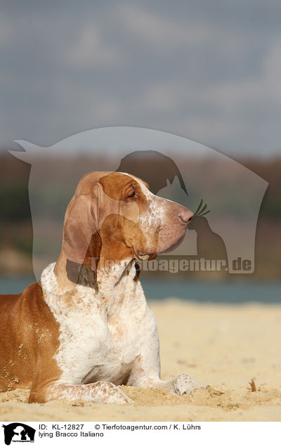 liegende Bracco Italiano / lying Bracco Italiano / KL-12827