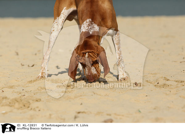 schnuppernde Bracco Italiano / snuffling Bracco Italiano / KL-12831