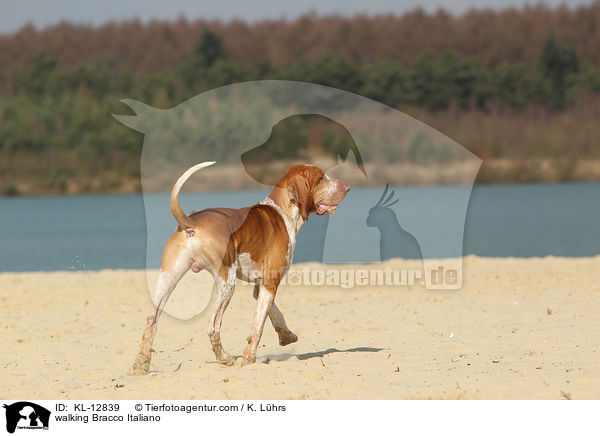 walking Bracco Italiano / KL-12839