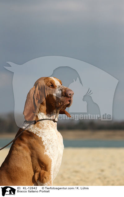 Bracco Italiano Portrait / KL-12842