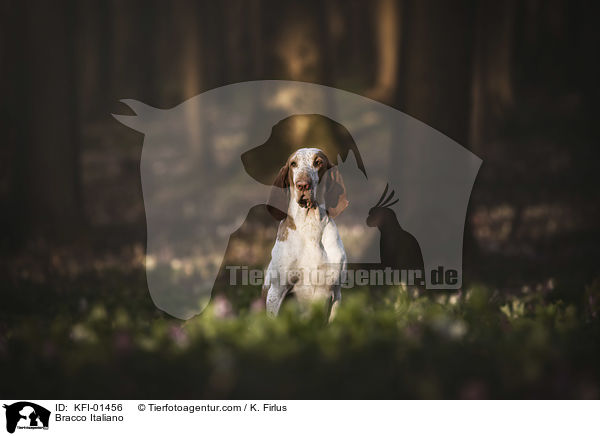 Bracco Italiano / KFI-01456
