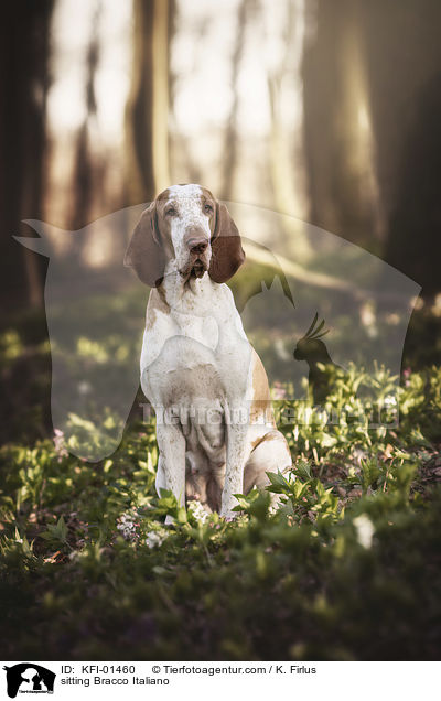 sitting Bracco Italiano / KFI-01460