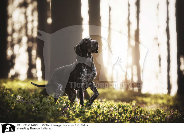 standing Bracco Italiano / KFI-01463