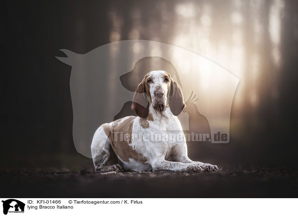 lying Bracco Italiano / KFI-01466
