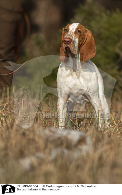 Bracco Italiano in the meadow / MIS-01064