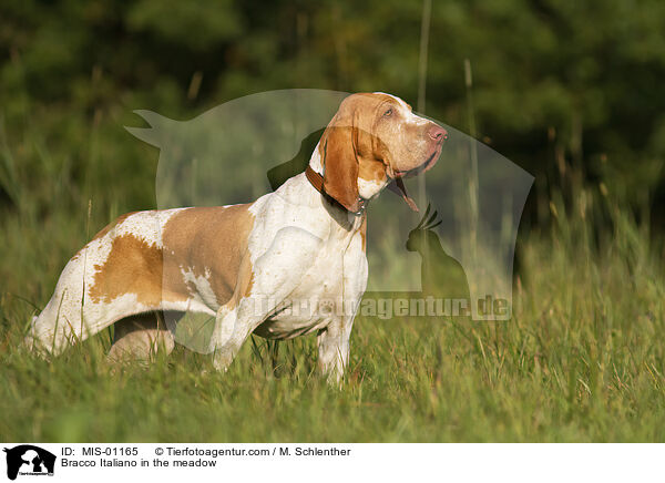 Bracco Italiano in the meadow / MIS-01165