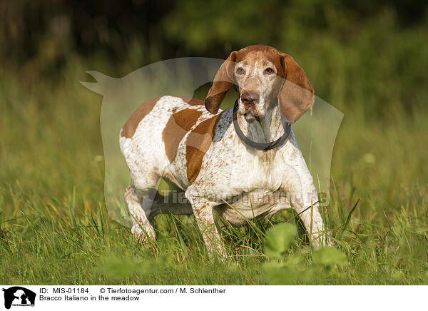 Bracco Italiano auf der Wiese / Bracco Italiano in the meadow / MIS-01184