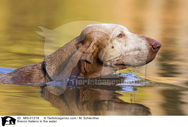 Bracco Italiano in the water / MIS-01218