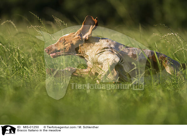 Bracco Italiano auf der Wiese / Bracco Italiano in the meadow / MIS-01250