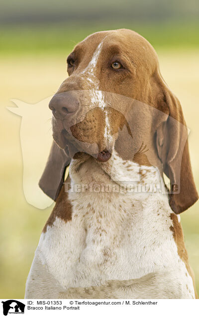 Bracco Italiano Portrait / MIS-01353