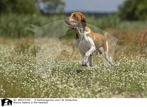 Bracco Italiano in the meadow / MIS-01354