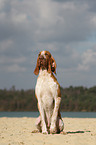 sitting Bracco Italiano