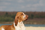 Bracco Italiano Portrait