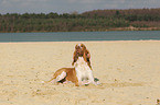 lying Bracco Italiano