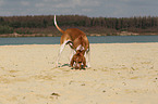 snuffling Bracco Italiano