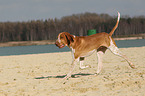 walking Bracco Italiano