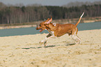 running Bracco Italiano