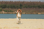 running Bracco Italiano