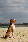 sitting Bracco Italiano