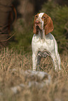 Bracco Italiano in the meadow