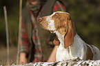 Bracco Italiano Portrait