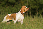 Bracco Italiano in the meadow