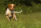 Bracco Italiano in the meadow