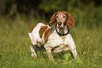 Bracco Italiano in the meadow