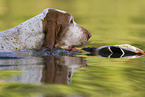 Bracco Italiano in the water