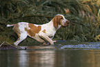 Bracco Italiano in the water