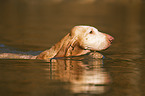 Bracco Italiano in the water