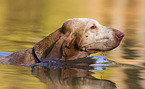 Bracco Italiano in the water