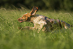 Bracco Italiano in the meadow