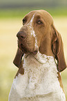 Bracco Italiano Portrait