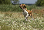 Bracco Italiano in the meadow