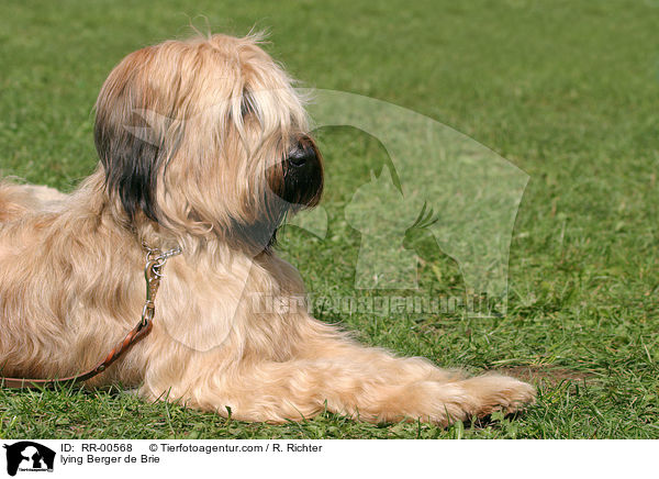 liegender Briard / lying Berger de Brie / RR-00568