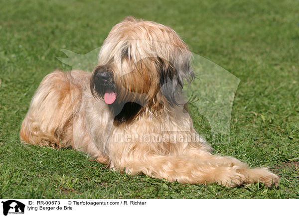 liegender Briard / lying Berger de Brie / RR-00573