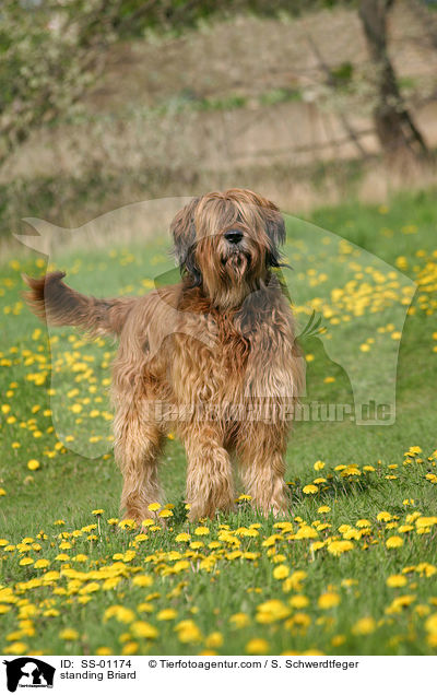 stehender Briard / standing Briard / SS-01174