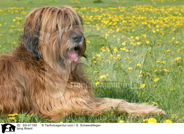 liegender Briard / lying Briard / SS-01180