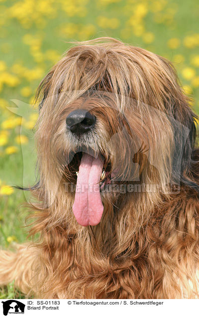 Briard Portrait / Briard Portrait / SS-01183