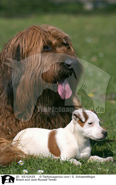 Briard and Jack Russell Terrier / SS-02429